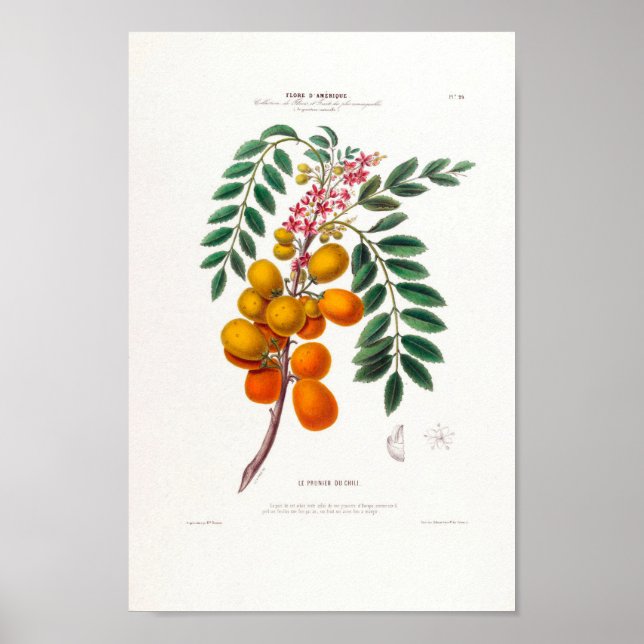 Le Prunier Du Chili Brazilian Plum Tree Botanical Poster (Front)