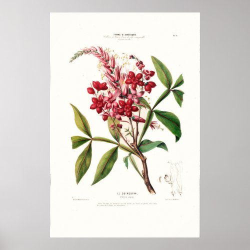 Le Quinquina Vintage Botanical Flore D Amerique Poster