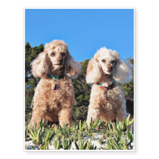 Leach - Poodles - Romeo Remy Temporary Tattoos