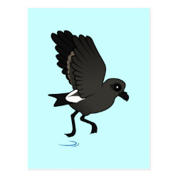 Leach's Storm Petrel (flutter) Postcard