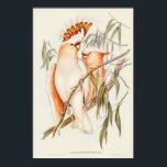 Leadbeater's Cockatoo by Elizabeth Gould Poster<br><div class="desc">Leadbeater's Cockatoo (Cacatua Leadbeaterii)  by Elizabeth Gould (1804–1841). Image source: rawpixel</div>