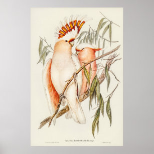 Leadbeater's Cockatoo by Elizabeth Gould Poster