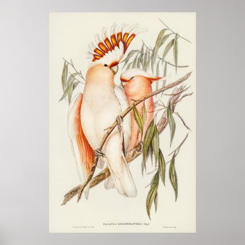 Leadbeaters Cockatoo by Elizabeth Gould Poster
