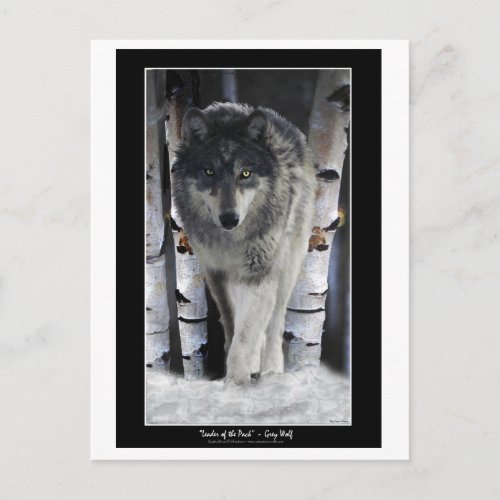 LEADER OF THE PACK  Wolf Postcards