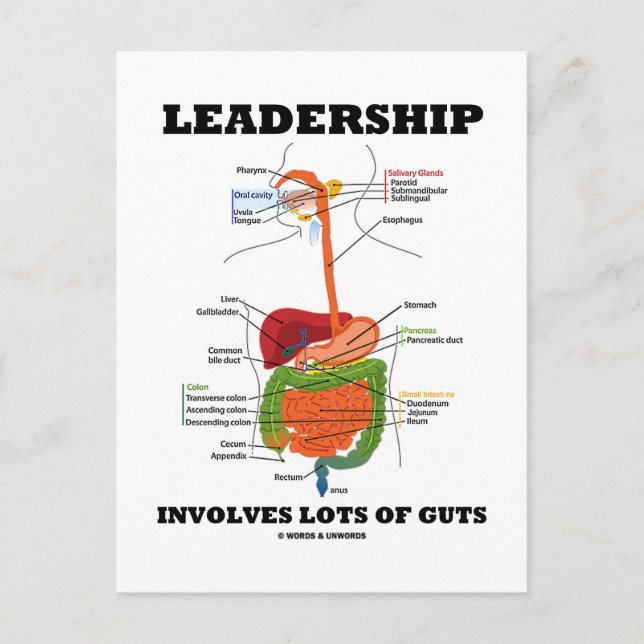 Leadership Involves Lots Of Guts (Digestive Humor) Postcard (Front)