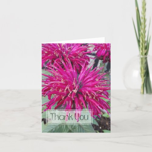 Leading Lady Razzberry Bee Balm Hot Pink Flower Thank You Card