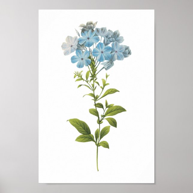 leadwort(Plumbago caerulea) by Redouté Poster (Front)