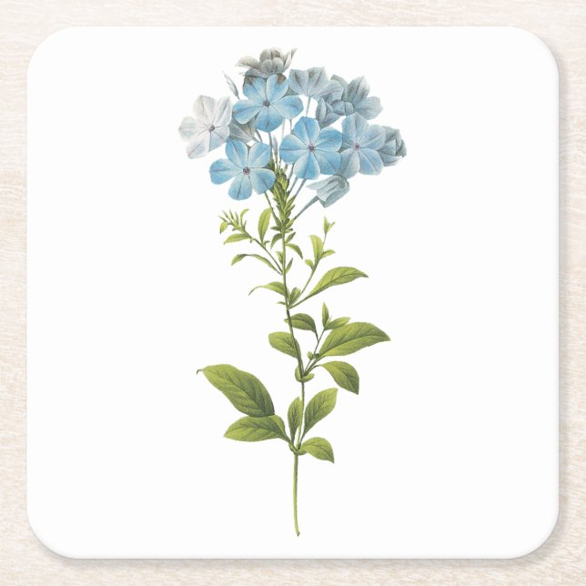 leadwort(Plumbago caerulea) by Redouté Square Paper Coaster (Front)