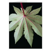 Leaf and Stem (Front)