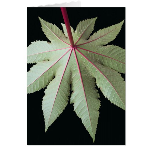 Leaf and Stem Cards (Front)