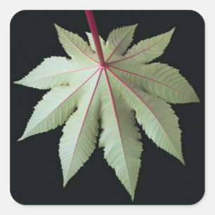 Leaf and Stem Square Sticker