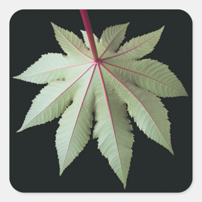Leaf and Stem Square Sticker (Front)