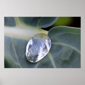 Leaf And Water Drop Poster by LeFlange at Zazzle