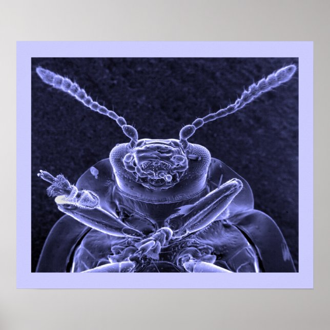 Leaf Beetle Image - Scanning Electron Microscope Poster (Front)