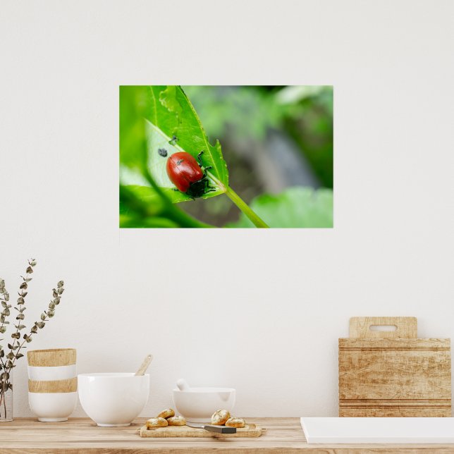 Leaf Beetle on Plant Poster (Kitchen)