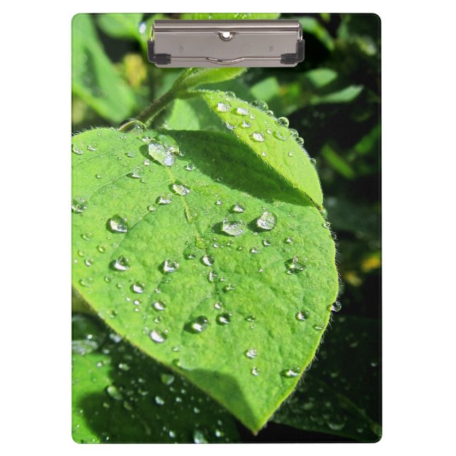 Leaf Clipboard (Front)