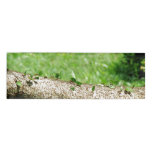 Leaf Cutter Ants in Costa Rica Name Tag