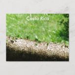 Leaf Cutter Ants in Costa Rica Postcard