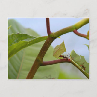 Leaf cutting ants postcard