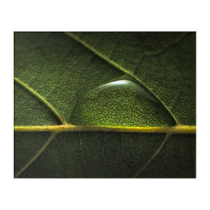 Leaf Droplets Acrylic Print