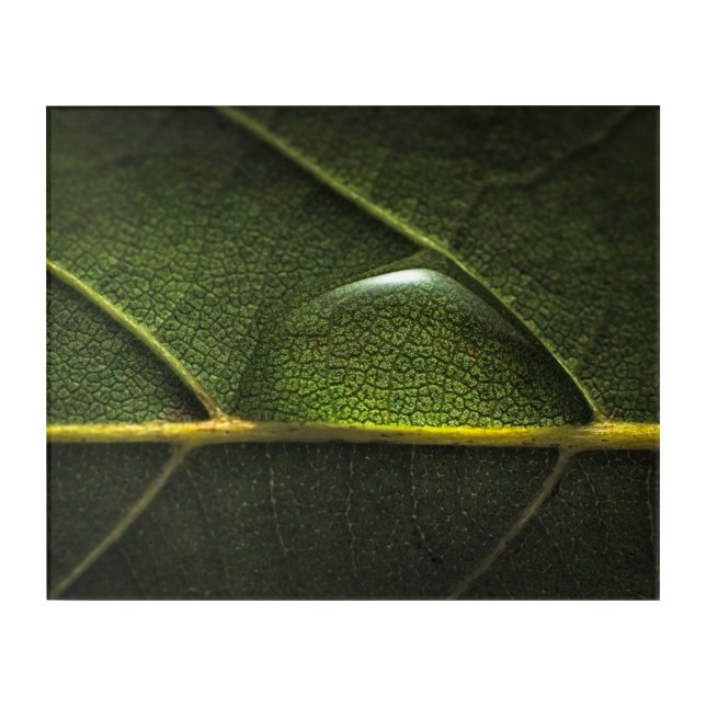 Leaf Droplets Acrylic Print (Front)