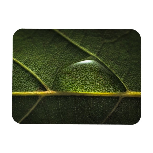 Leaf Droplets Magnet (Horizontal)