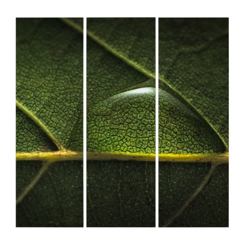 Leaf Droplets Triptych