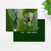 Leaf Footed Bug ~ ATC (Desk)
