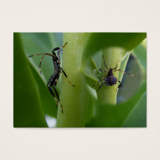 Leaf Footed Bug ~ ATC