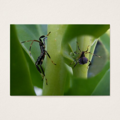 Leaf Footed Bug ~ ATC Business Cards