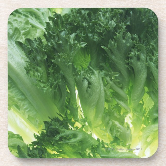 Leaf Lettuce Coaster (Front)