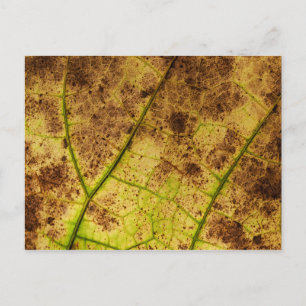 Leaf - Macro Image Fall Autumn Foliage Postcard