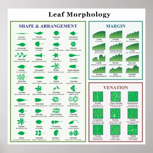 Leaf Morphology Chart