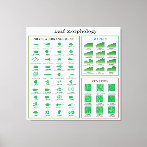 Leaf Morphology Chart Canvas Print