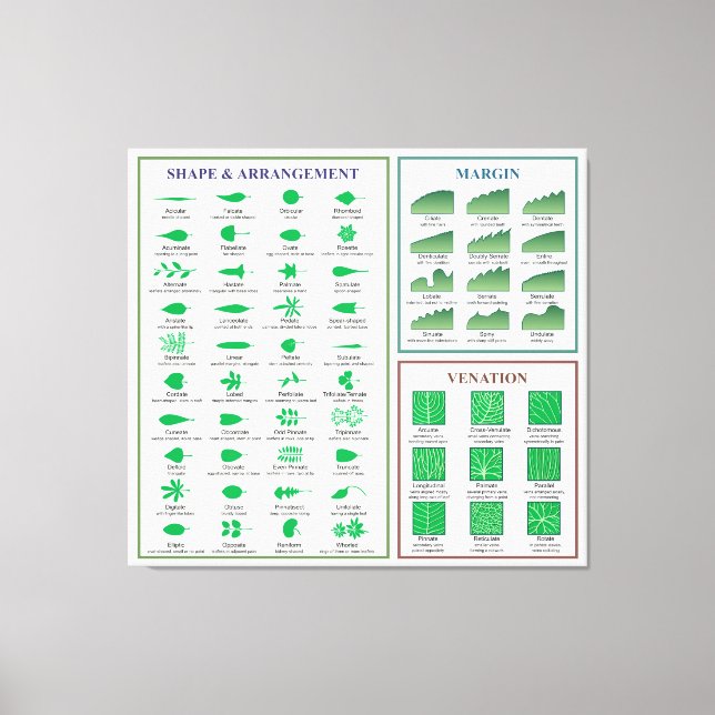Leaf Morphology Chart Margin Shape Venation  Canvas Print (Front)