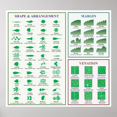 Leaf Morphology Chart Margin Shape Venation Poster