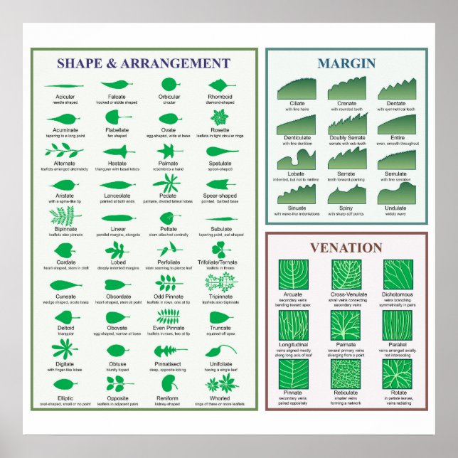 Leaf Morphology Chart Margin Shape Venation Poster (Front)