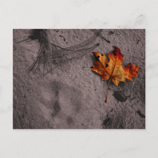 Leaf Next to Footprint Postcard