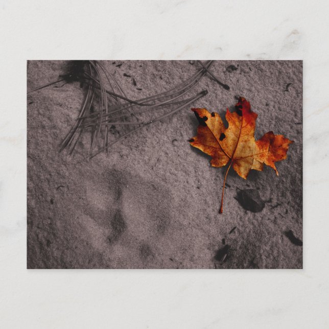 Leaf Next to Footprint Postcard (Front)