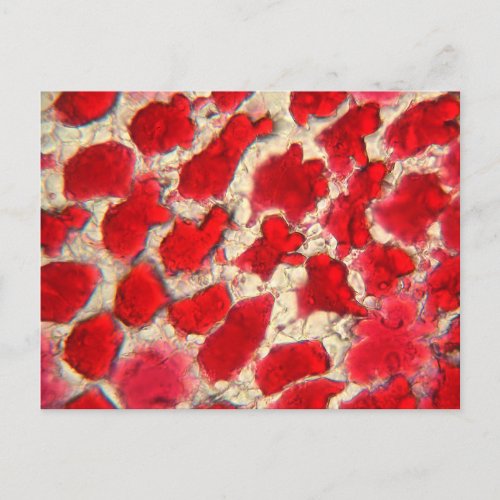 Leaf of a red rose under the microscope postcard