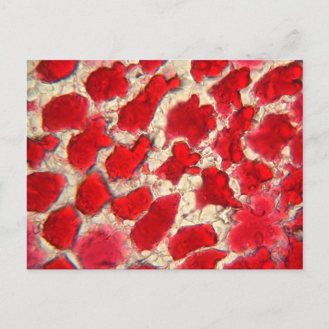 Leaf of a red rose under the microscope postcard (Front)