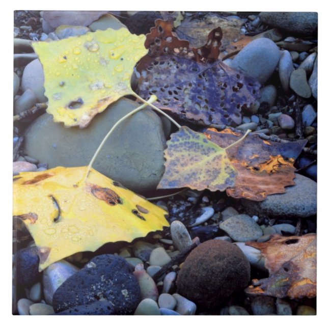 Leaf of Fremont cottonwood on flood plain Ceramic Tile (Front)