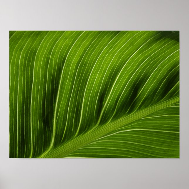 Leaf Poster (Front)