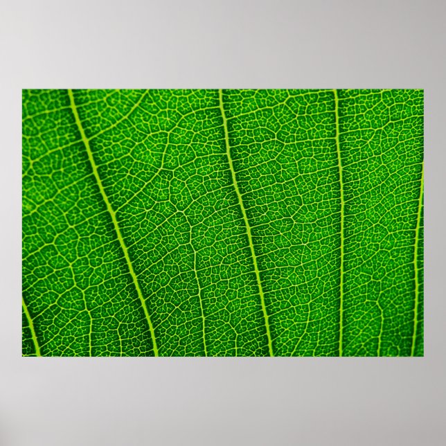 Leaf Poster (Front)