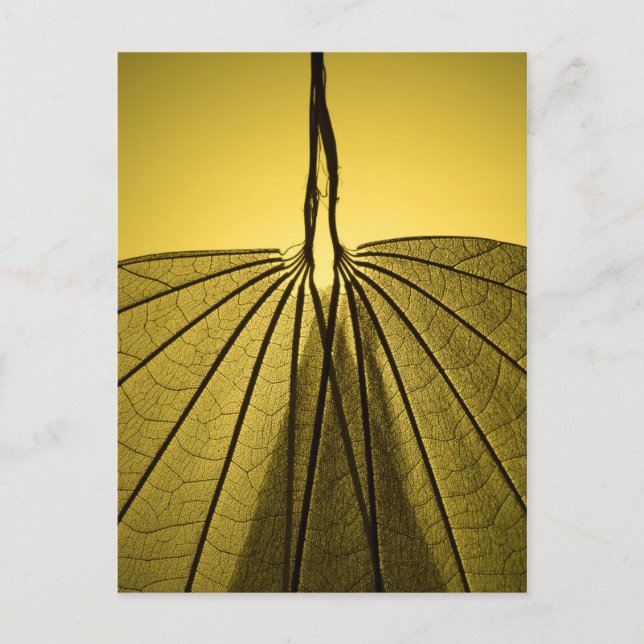 Leaf Skeleton Postcard (Front)
