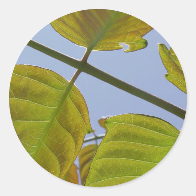 Leaf Stickers (Front)