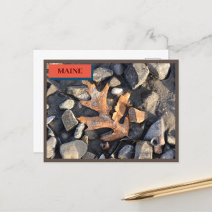 Leaf Stones Shells Seapoint Beach Maine Nature Postcard