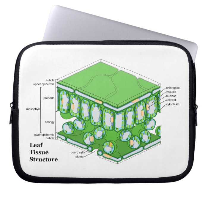 Leaf Tissue Structure Diagram Computer Sleeves