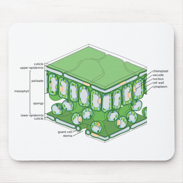 Leaf Tissue Structure Plant Cell Diagram Chart  Mouse Pad (Front)