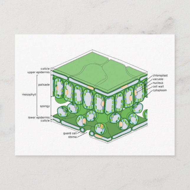 Leaf Tissue Structure Plant Cell Diagram Chart  Postcard (Front)